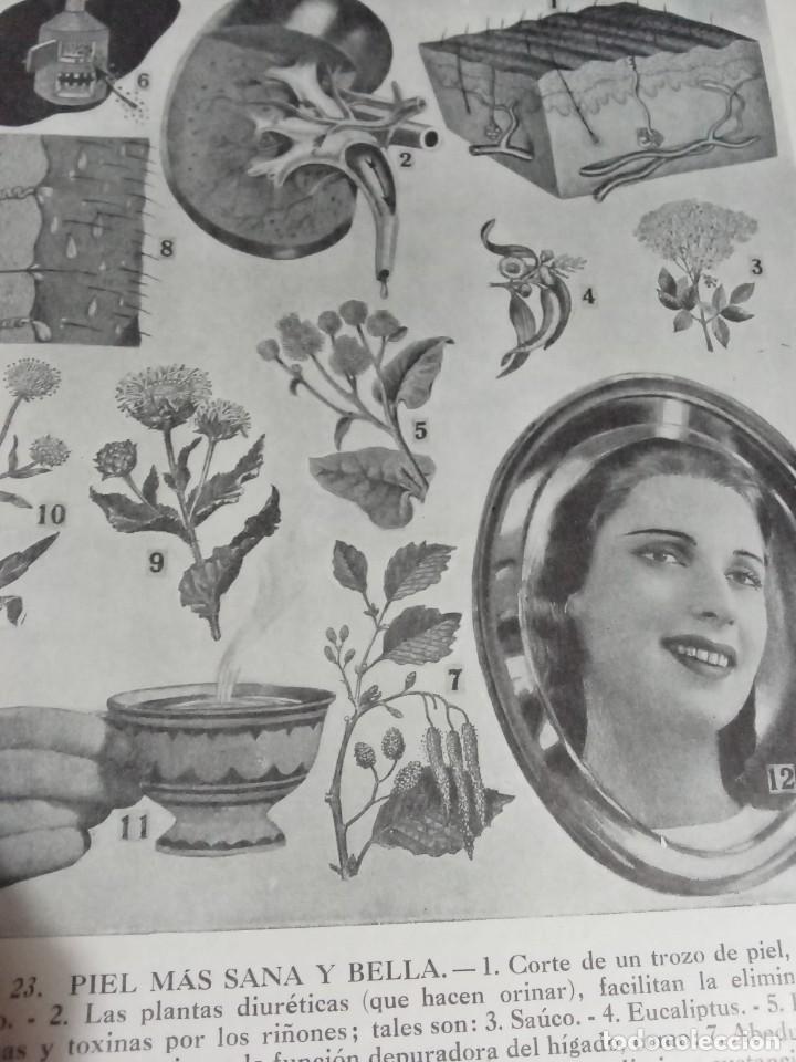 Libros antiguos: Plantas medicinales. Dr. Adrian Vander - Foto 7