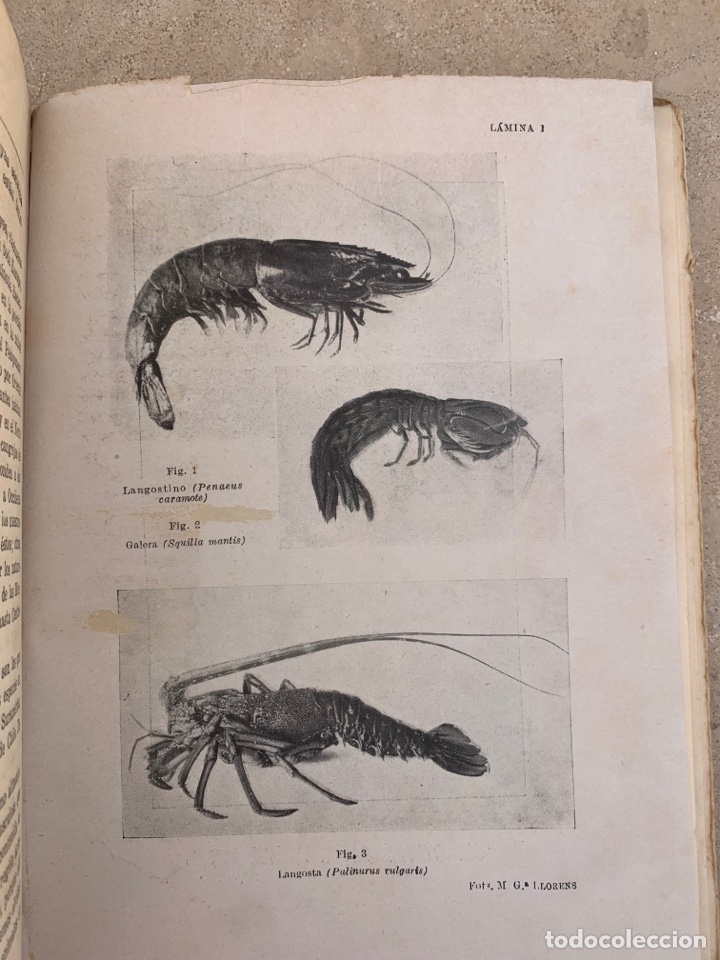 Libros antiguos: Libro &ldquo;La vida de los crust&aacute;ceos&rdquo;. 1930. - Foto 3