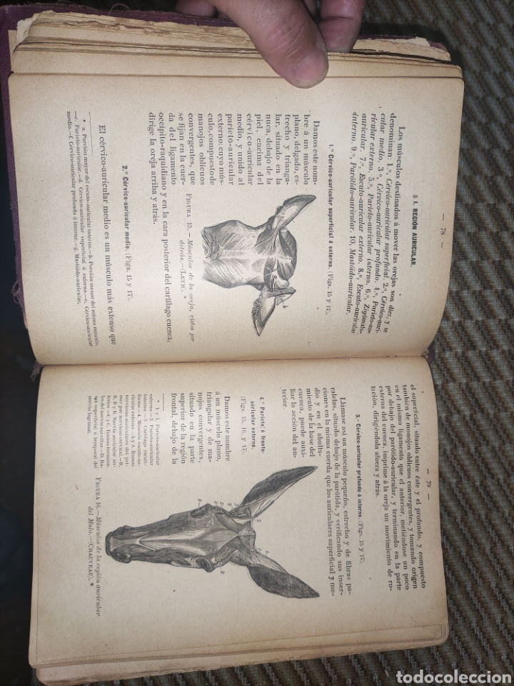 Libros antiguos: Tratado de Anatom&iacute;a Descriptiva. - Foto 7