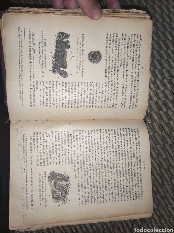 Libros antiguos: Tratado de Anatom&iacute;a Descriptiva. - Foto 8