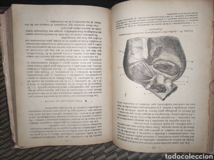 Libros antiguos: Tratado de Anatom&iacute;a Descriptiva. - Foto 9