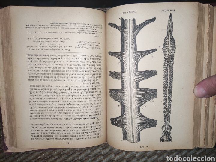 Libros antiguos: Tratado de Anatom&iacute;a Descriptiva. - Foto 10