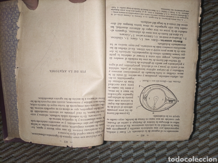 Libros antiguos: Tratado de Anatom&iacute;a Descriptiva. - Foto 11