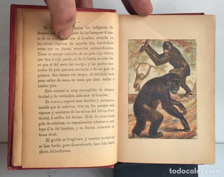 Libros antiguos: COMPENDIO DE HISTORIA NATURAL DE LOS ANIMALES. 1896 - Foto 8