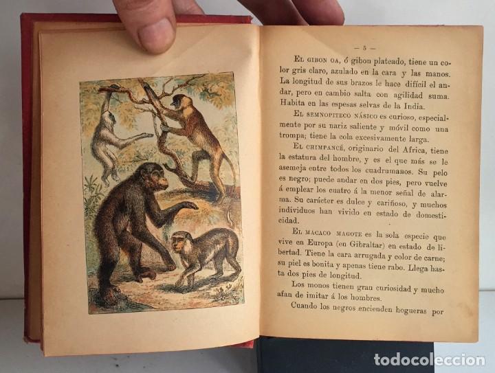 Libros antiguos: COMPENDIO DE HISTORIA NATURAL DE LOS ANIMALES. 1896 - Foto 11