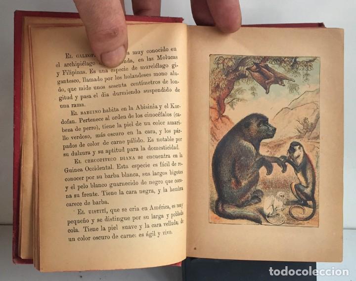 Libros antiguos: COMPENDIO DE HISTORIA NATURAL DE LOS ANIMALES. 1896 - Foto 12