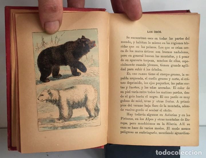 Libros antiguos: COMPENDIO DE HISTORIA NATURAL DE LOS ANIMALES. 1896 - Foto 13