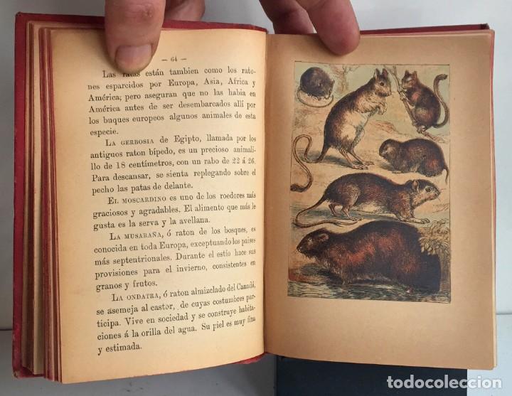 Libros antiguos: COMPENDIO DE HISTORIA NATURAL DE LOS ANIMALES. 1896 - Foto 14