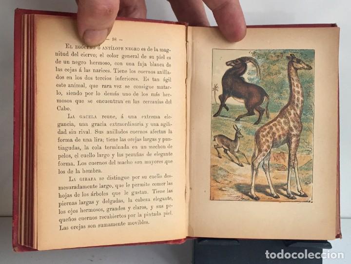 Libros antiguos: COMPENDIO DE HISTORIA NATURAL DE LOS ANIMALES. 1896 - Foto 15
