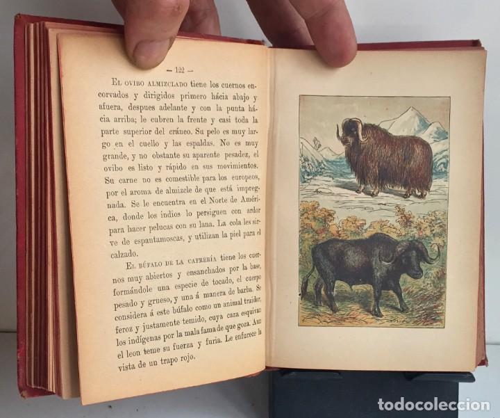 Libros antiguos: COMPENDIO DE HISTORIA NATURAL DE LOS ANIMALES. 1896 - Foto 16