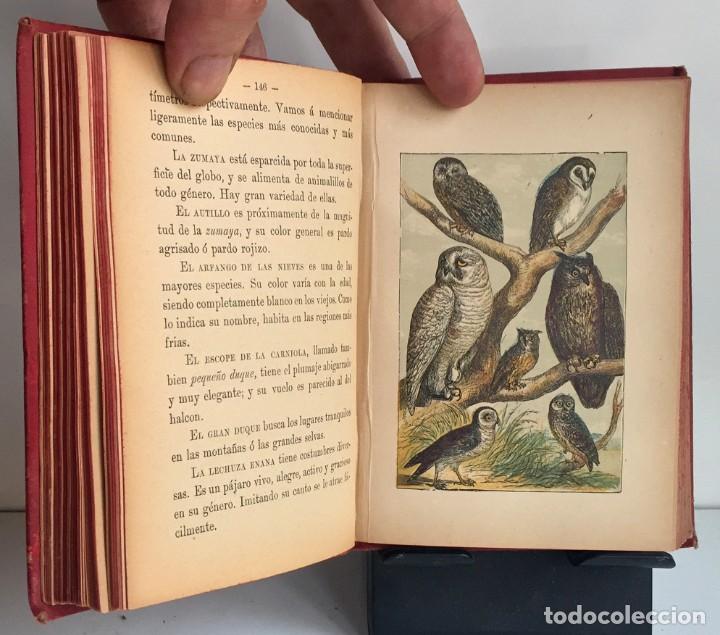 Libros antiguos: COMPENDIO DE HISTORIA NATURAL DE LOS ANIMALES. 1896 - Foto 17