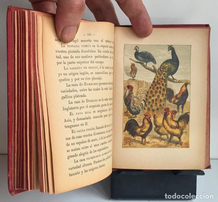 Libros antiguos: COMPENDIO DE HISTORIA NATURAL DE LOS ANIMALES. 1896 - Foto 18