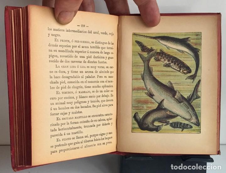 Libros antiguos: COMPENDIO DE HISTORIA NATURAL DE LOS ANIMALES. 1896 - Foto 19