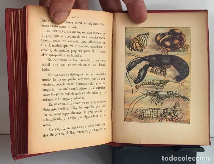 Libros antiguos: COMPENDIO DE HISTORIA NATURAL DE LOS ANIMALES. 1896 - Foto 20