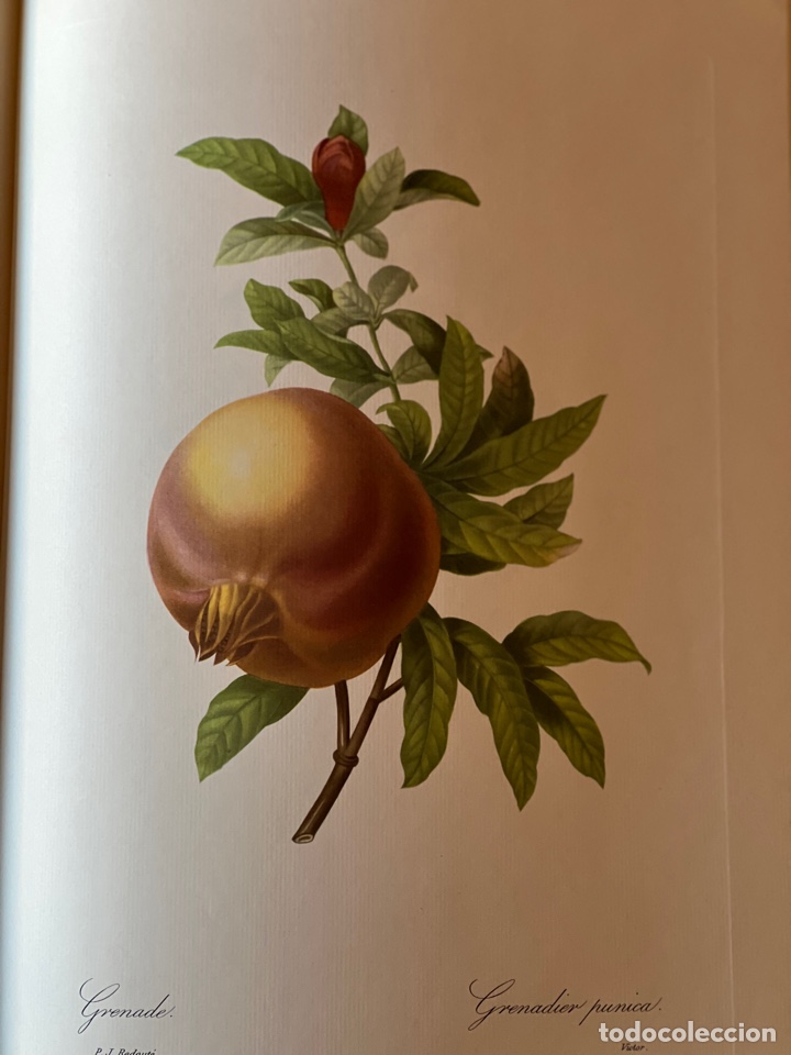 Libros antiguos: Fruits and Flowers - Foto 3
