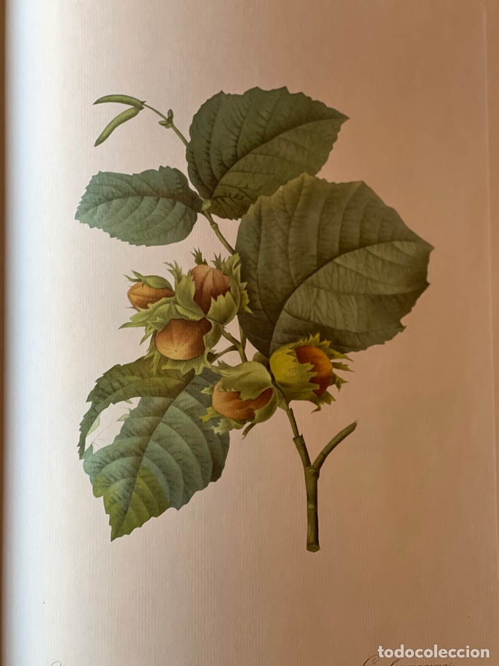 Libros antiguos: Fruits and Flowers - Foto 4