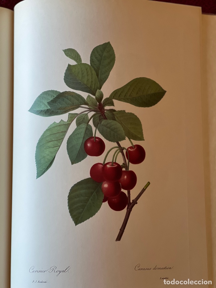 Libros antiguos: Fruits and Flowers - Foto 5