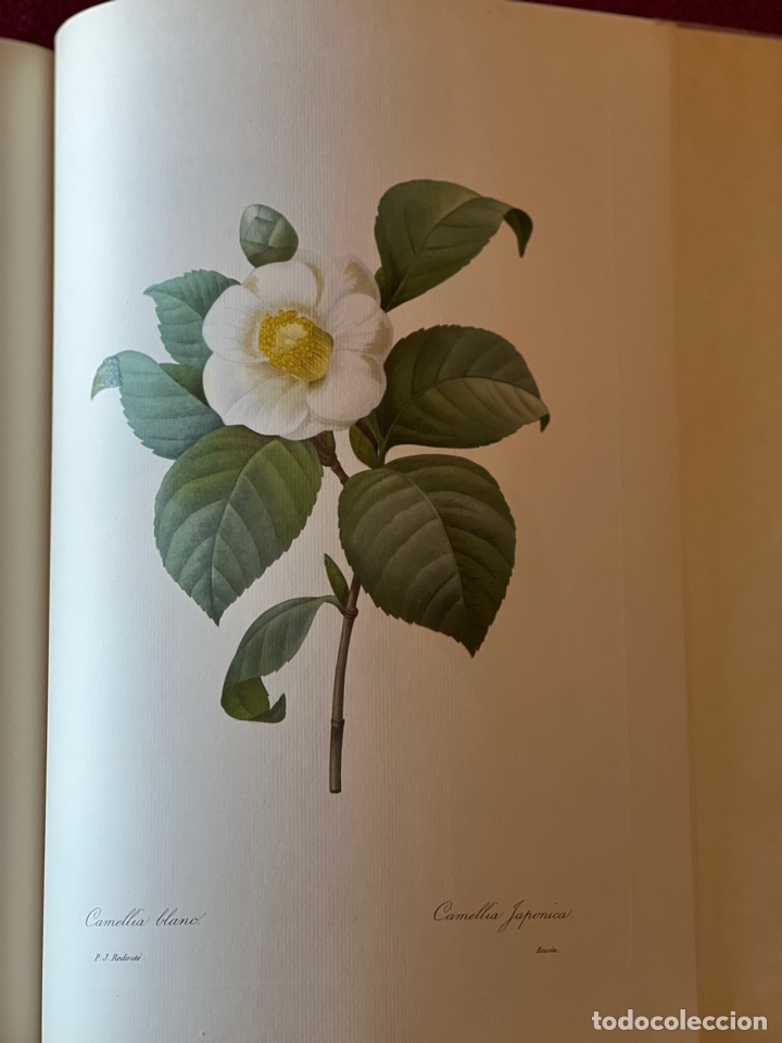 Libros antiguos: Fruits and Flowers - Foto 6