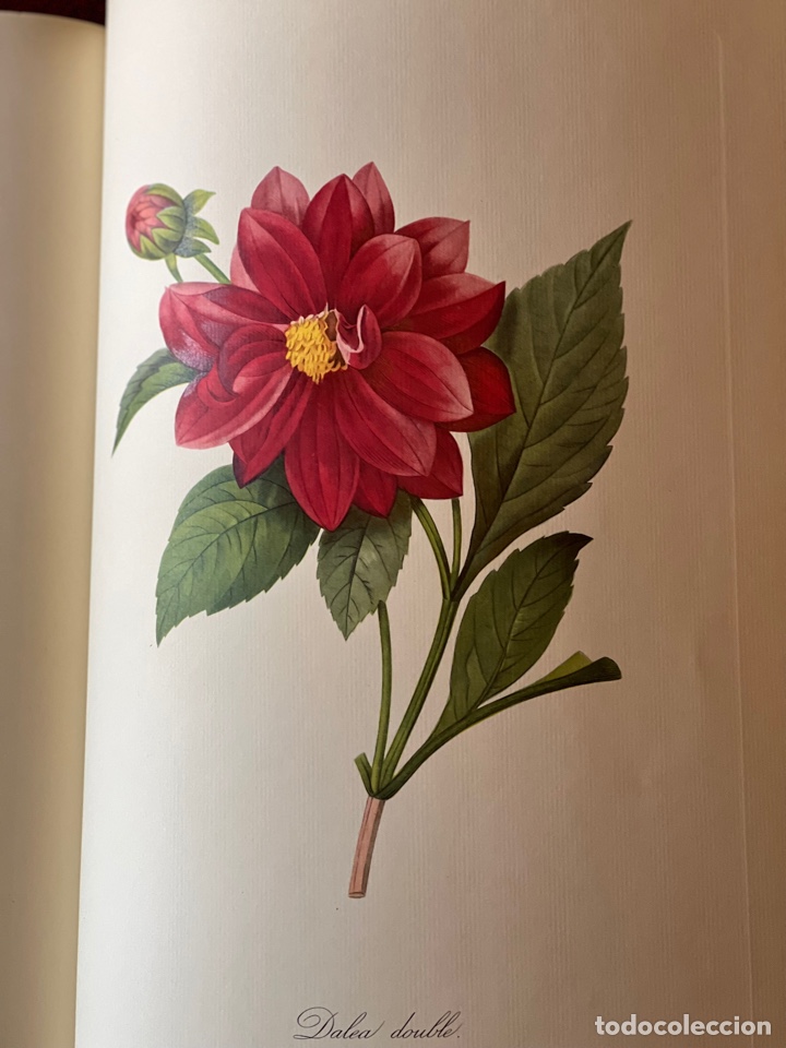 Libros antiguos: Fruits and Flowers - Foto 7