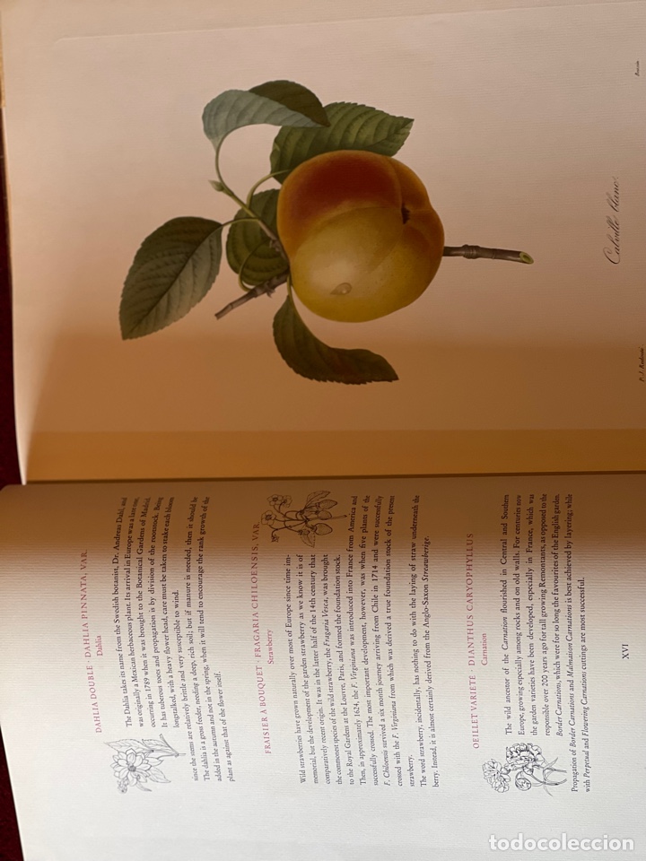 Libros antiguos: Fruits and Flowers - Foto 8