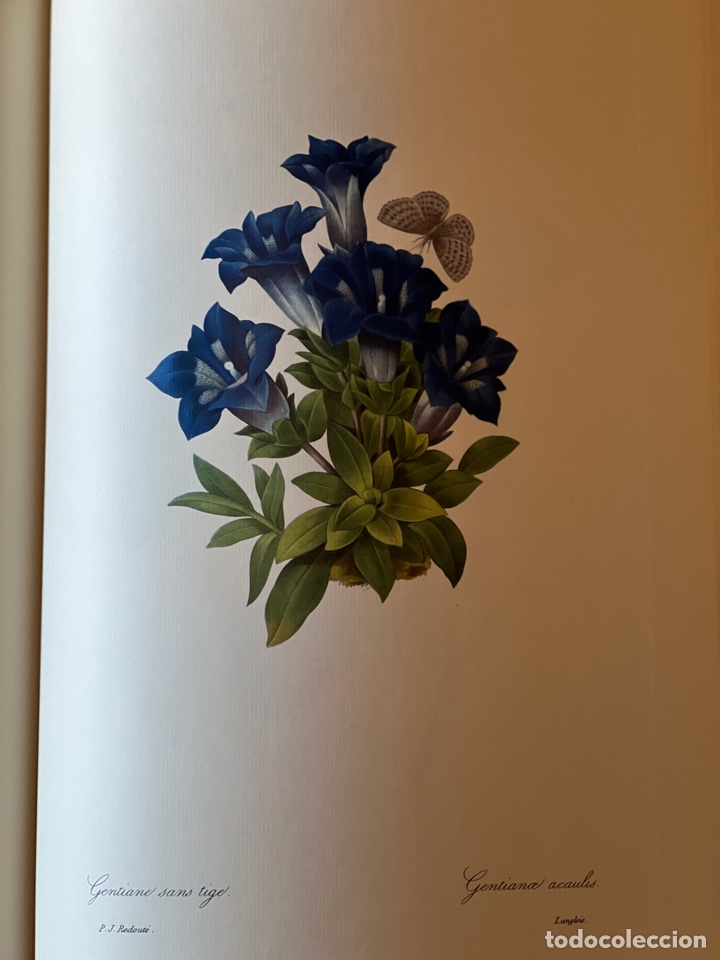 Libros antiguos: Fruits and Flowers - Foto 9