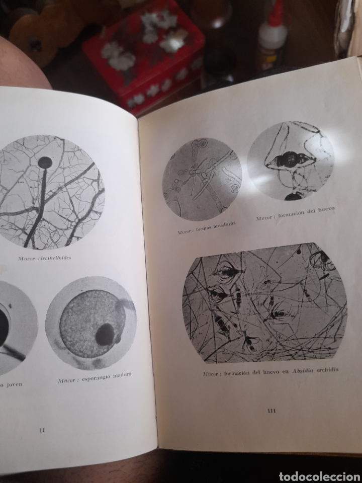 Libros antiguos: Los Microbios, Colecci&oacute;n Labor - Foto 4