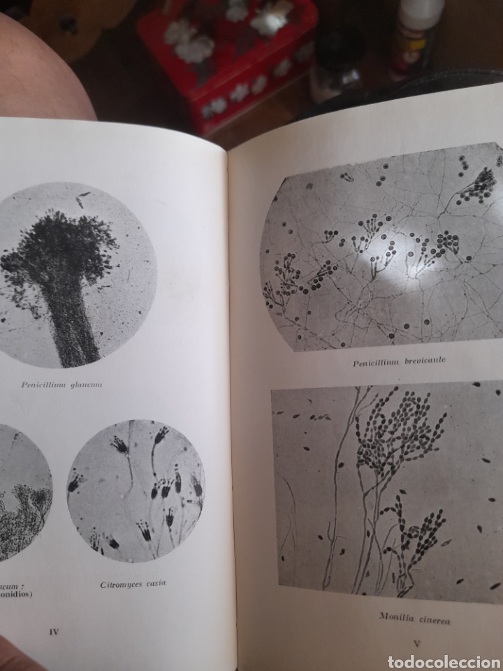 Libros antiguos: Los Microbios, Colecci&oacute;n Labor - Foto 5