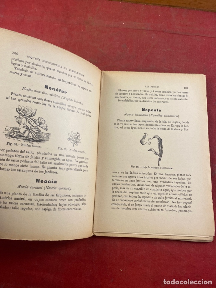 Libros antiguos: MANUAL DEL JARDINERO - Foto 2