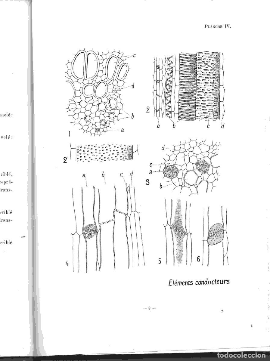Libros antiguos: COUPIN,,ATLAS BOTANIQUE MICROSCOPIQUE , avec 50 planches, 1908 - Foto 2