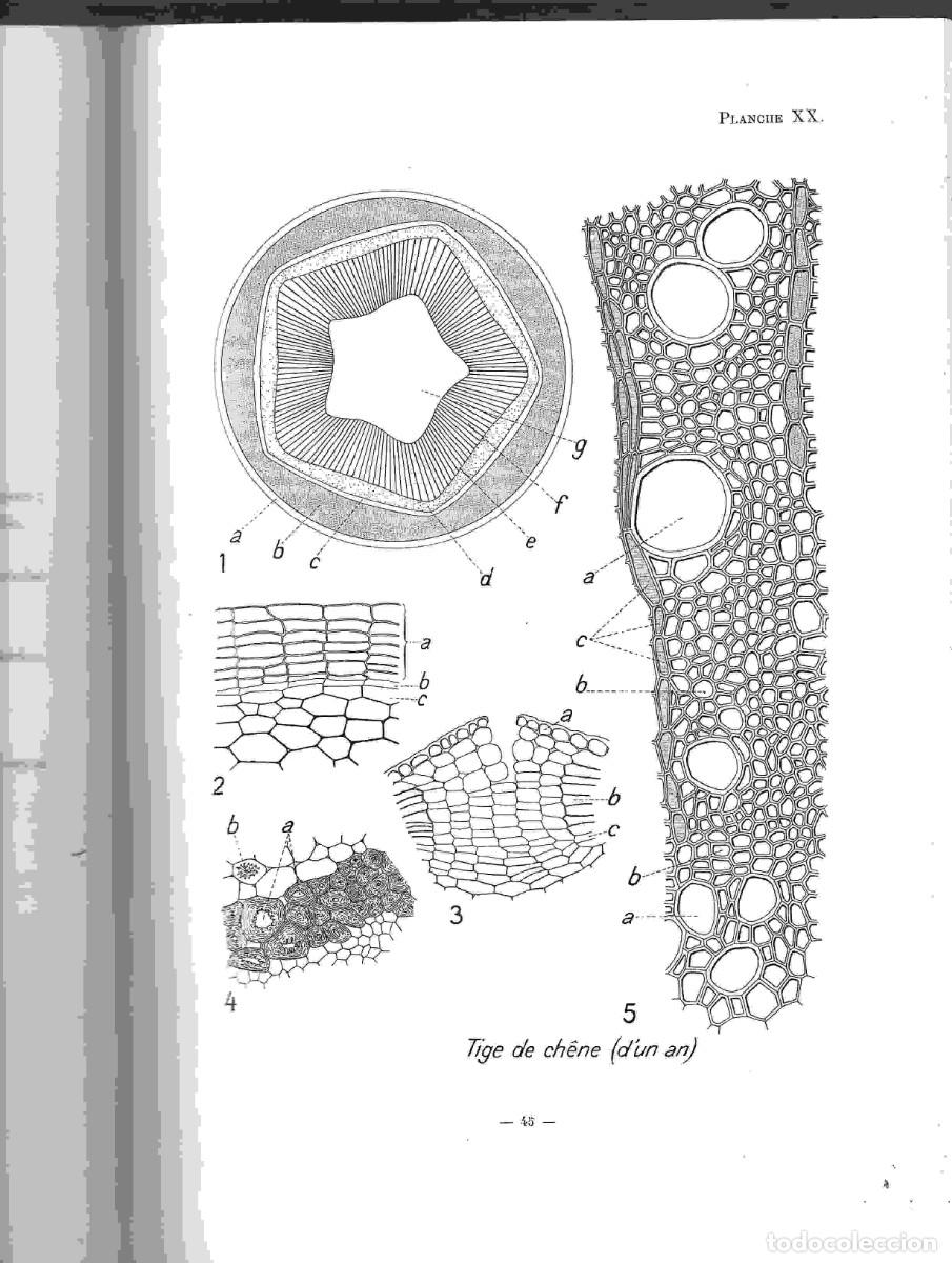 Libros antiguos: COUPIN,,ATLAS BOTANIQUE MICROSCOPIQUE , avec 50 planches, 1908 - Foto 3