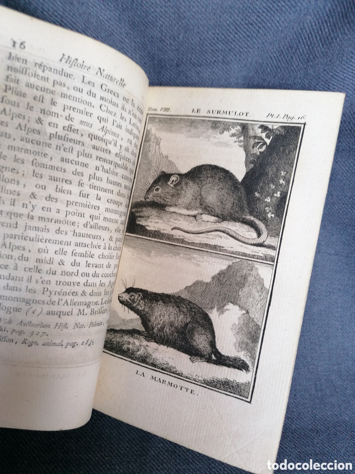Libros antiguos: Histoire naturelle de Buffon 1769 - Foto 4