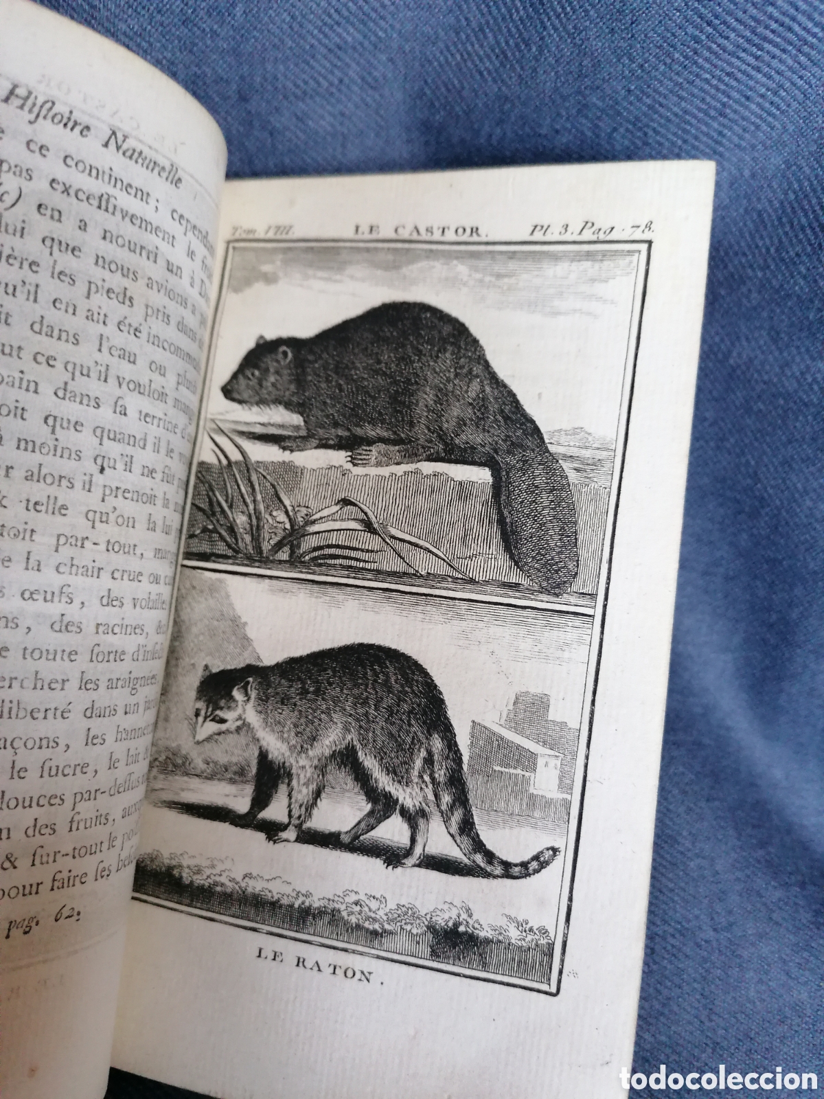 Libros antiguos: Histoire naturelle de Buffon 1769 - Foto 7