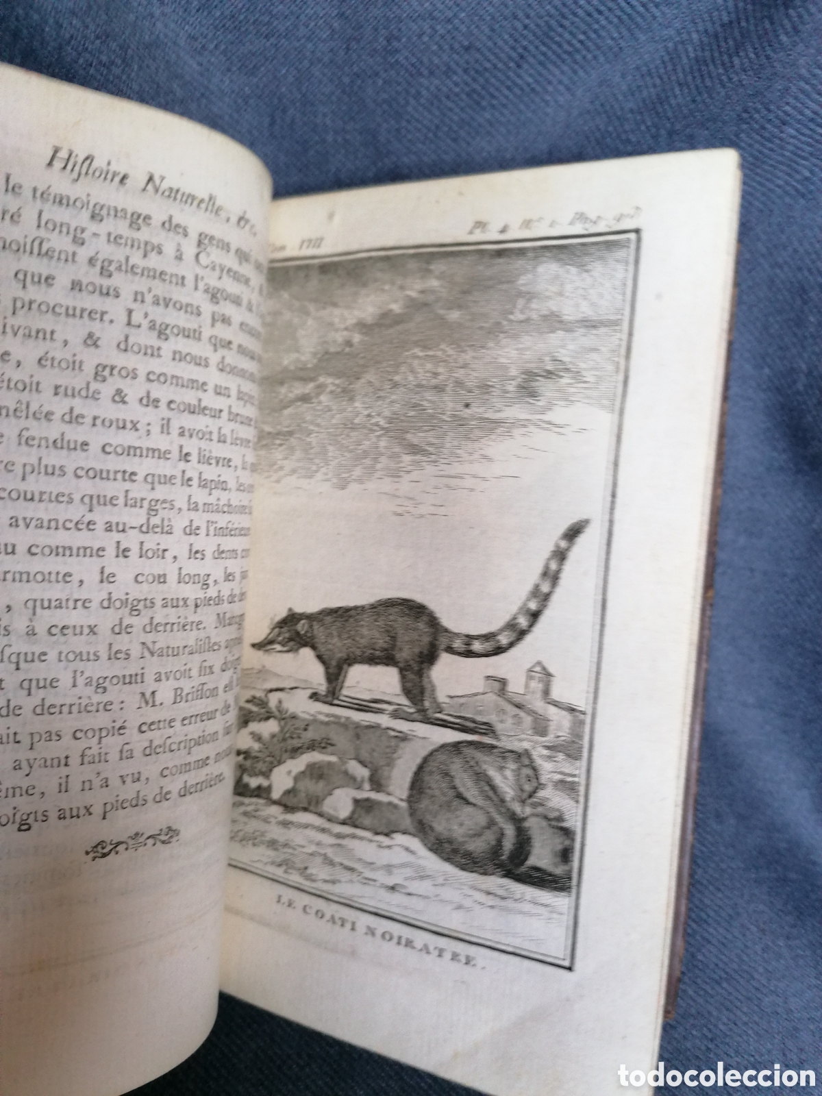 Libros antiguos: Histoire naturelle de Buffon 1769 - Foto 8