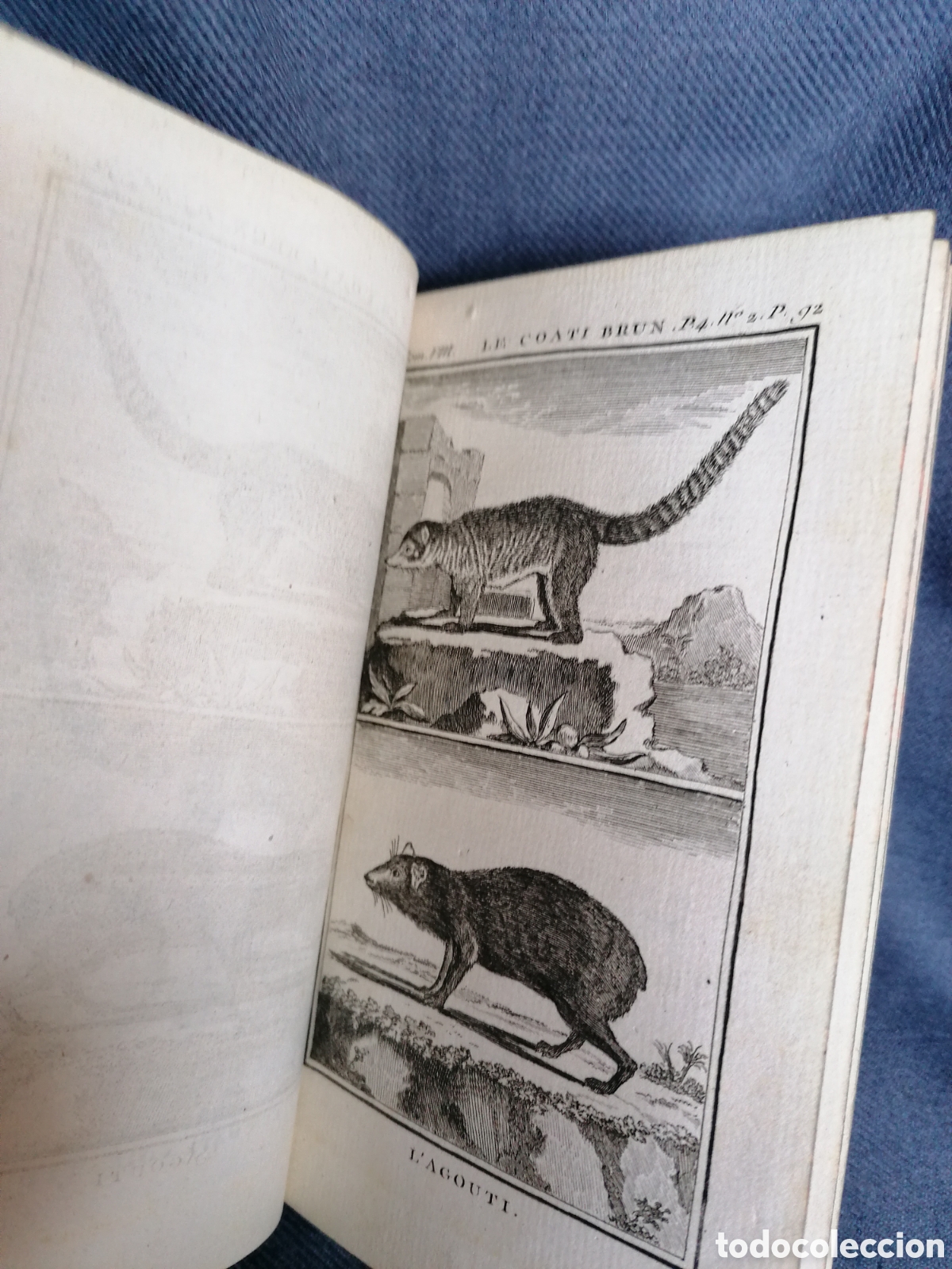 Libros antiguos: Histoire naturelle de Buffon 1769 - Foto 9