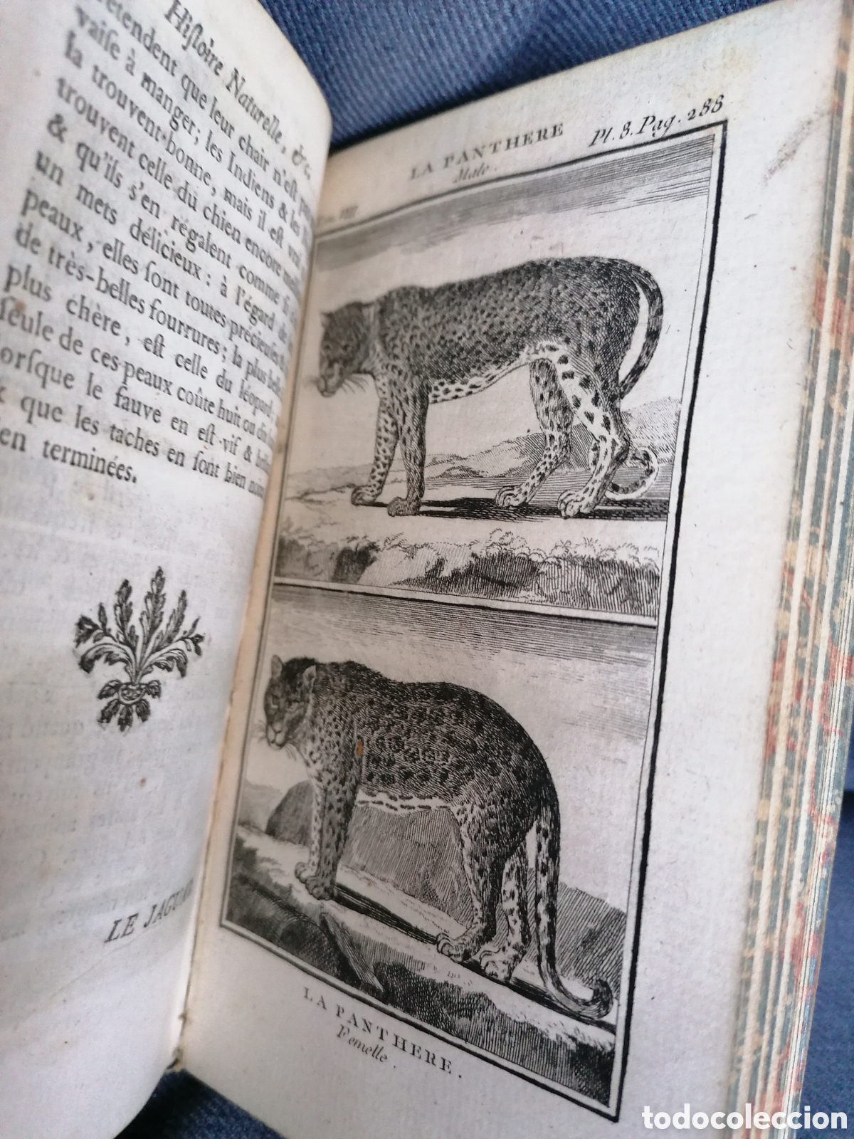 Libros antiguos: Histoire naturelle de Buffon 1769 - Foto 12