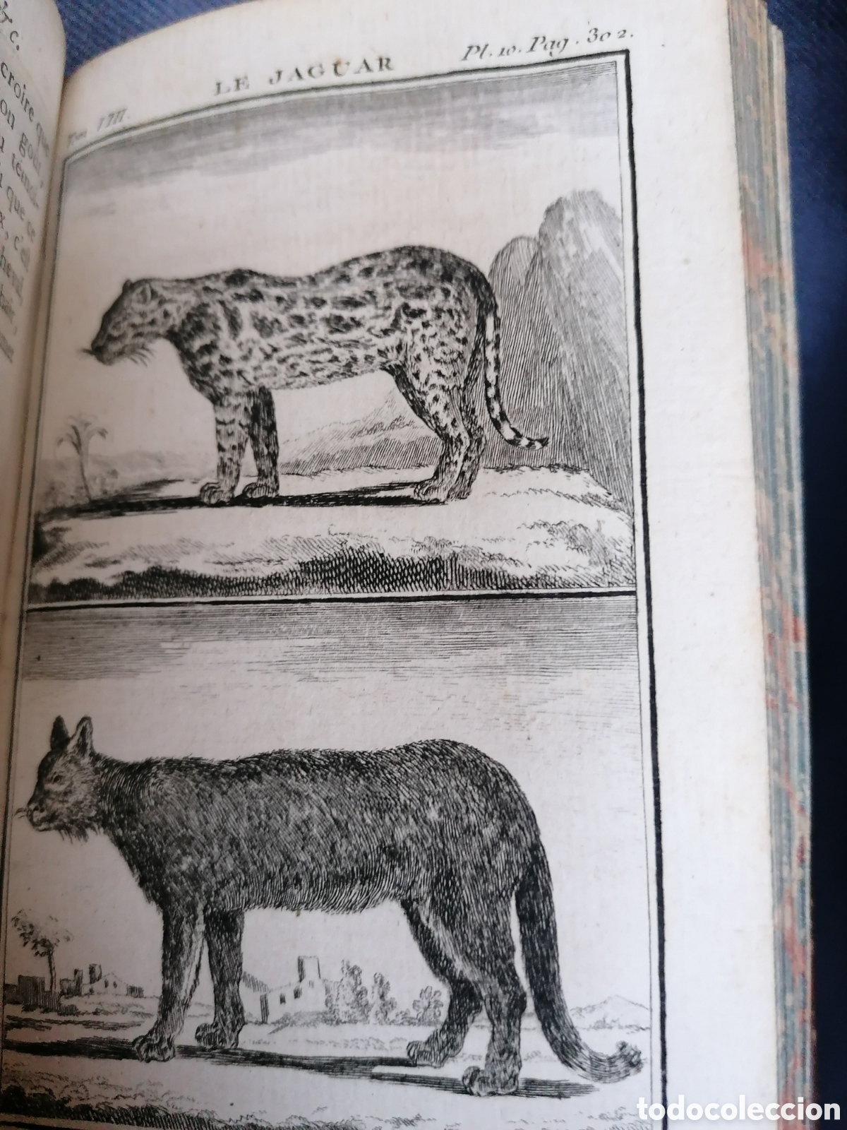 Libros antiguos: Histoire naturelle de Buffon 1769 - Foto 13
