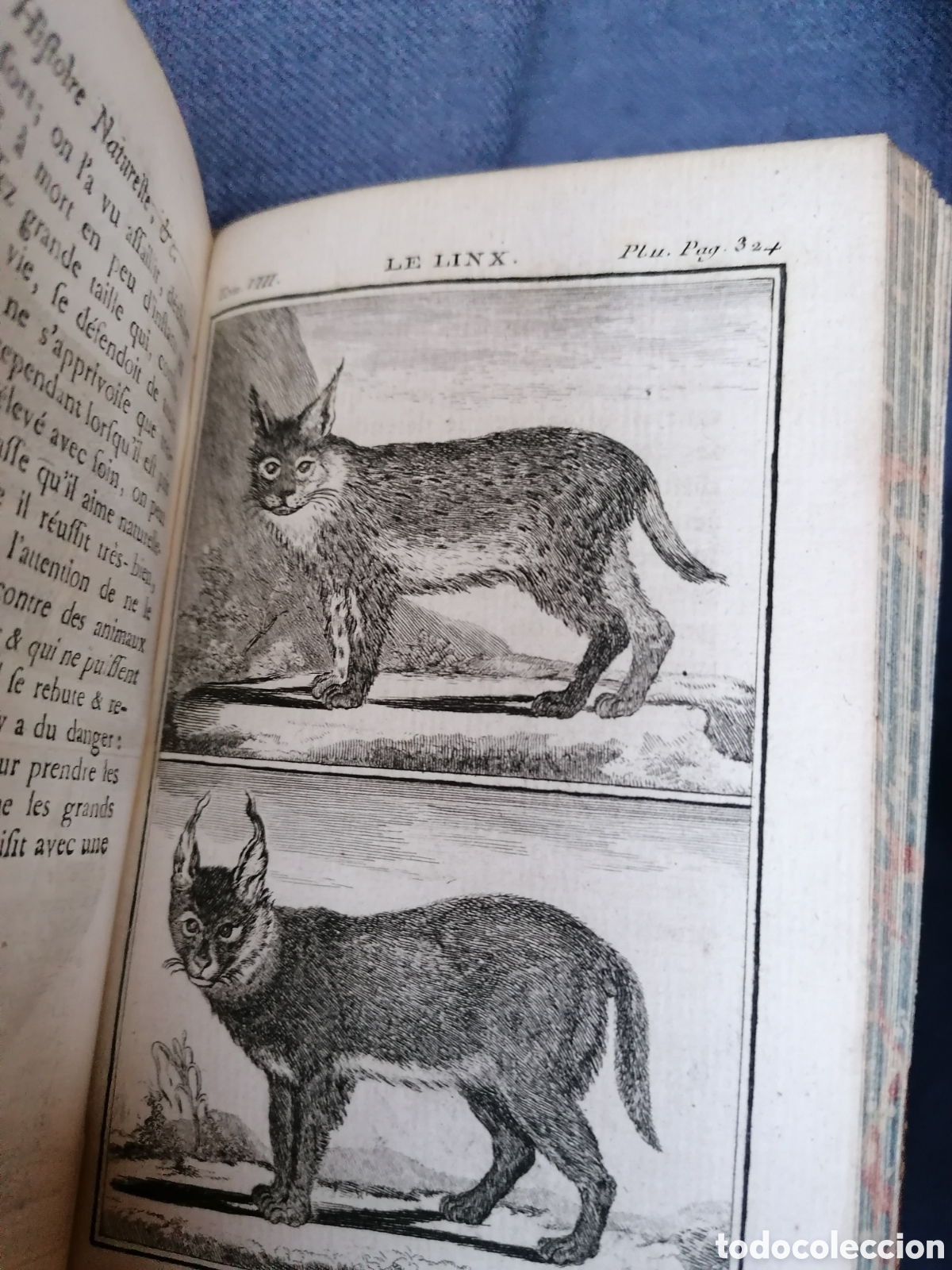 Libros antiguos: Histoire naturelle de Buffon 1769 - Foto 14