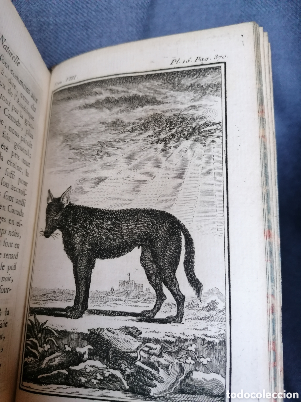 Libros antiguos: Histoire naturelle de Buffon 1769 - Foto 15