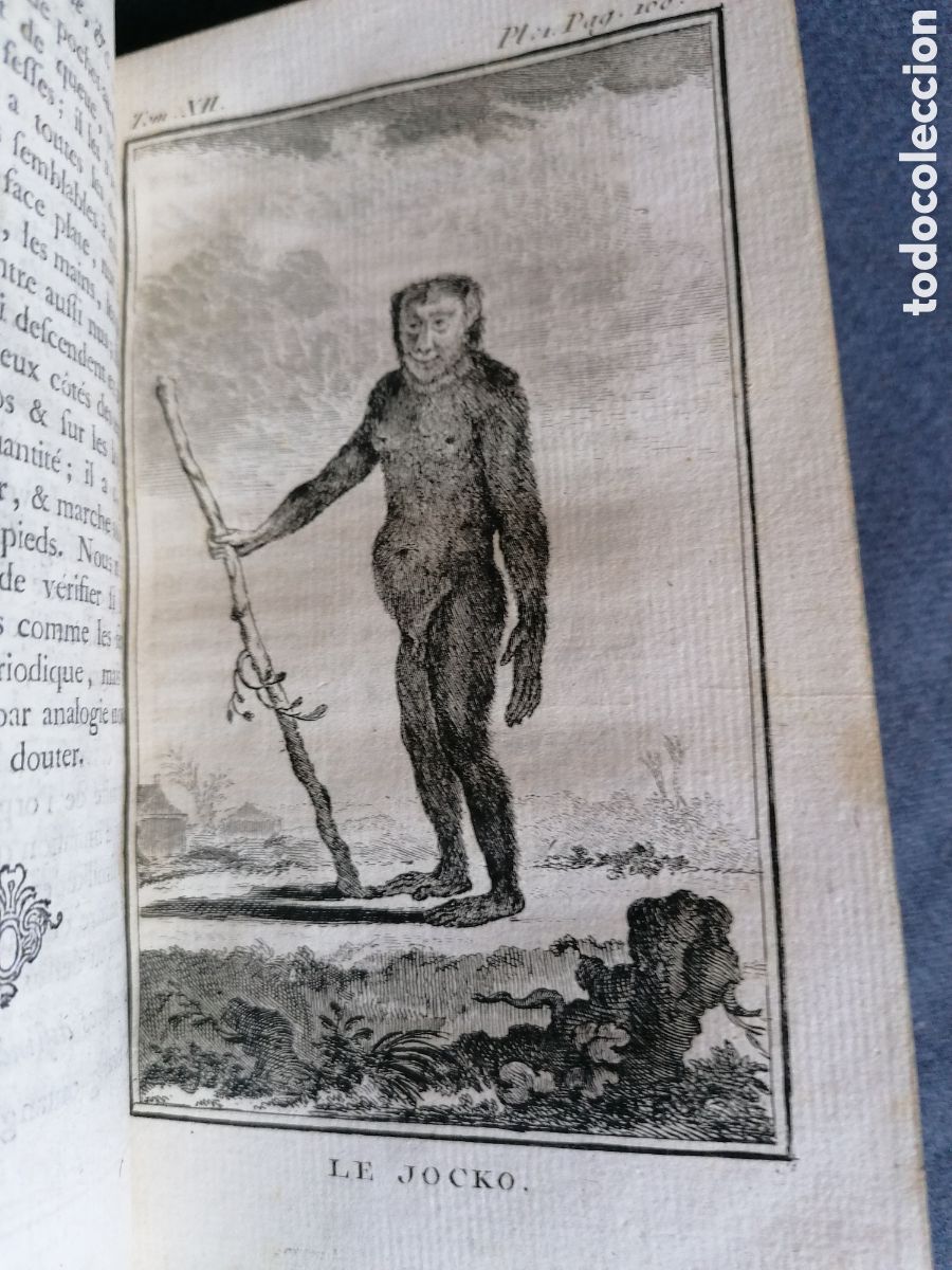 Libros antiguos: Histoire naturelle de Buffon 1770 - Foto 4