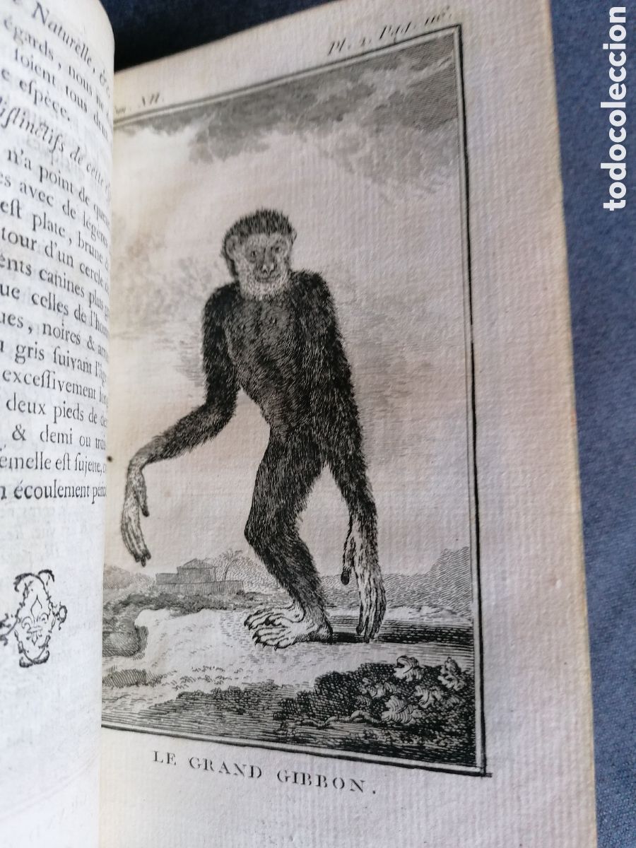 Libros antiguos: Histoire naturelle de Buffon 1770 - Foto 5