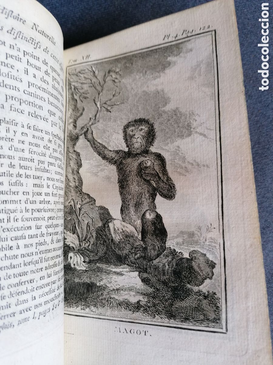 Libros antiguos: Histoire naturelle de Buffon 1770 - Foto 6