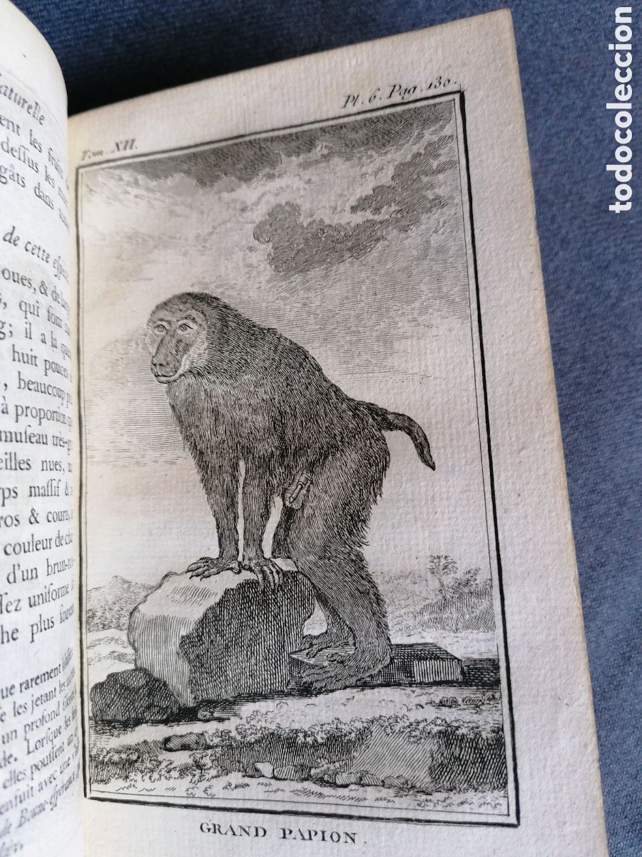 Libros antiguos: Histoire naturelle de Buffon 1770 - Foto 7
