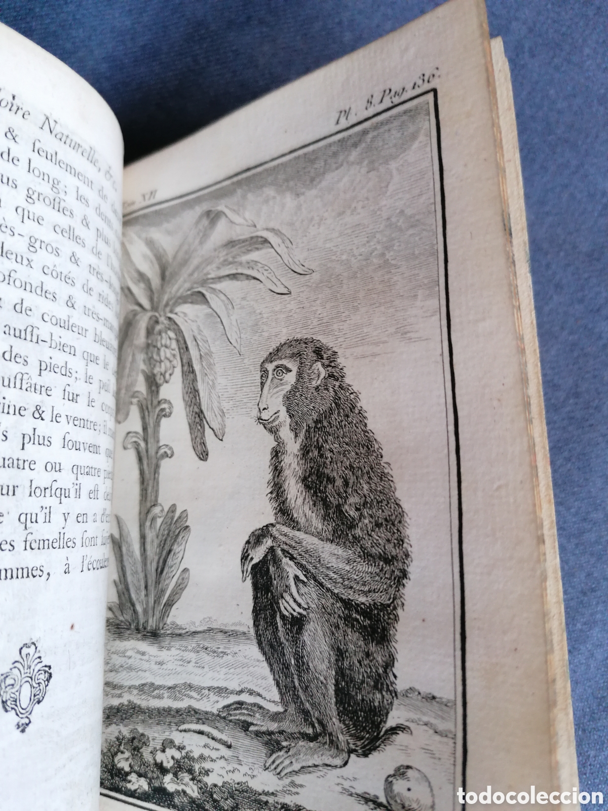 Libros antiguos: Histoire naturelle de Buffon 1770 - Foto 8