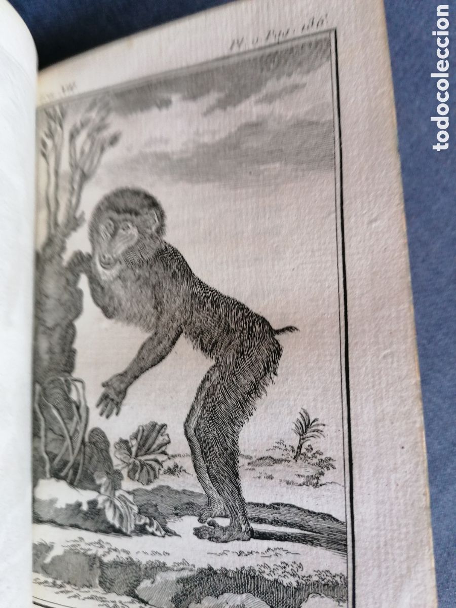 Libros antiguos: Histoire naturelle de Buffon 1770 - Foto 9
