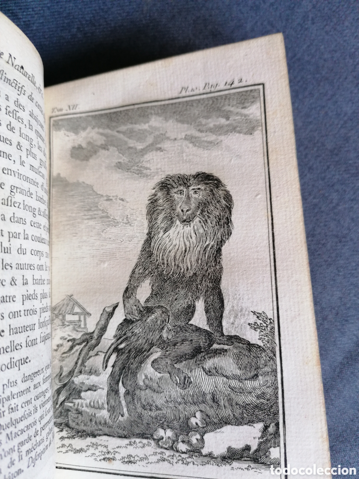 Libros antiguos: Histoire naturelle de Buffon 1770 - Foto 10