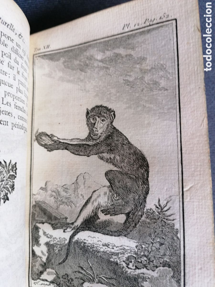 Libros antiguos: Histoire naturelle de Buffon 1770 - Foto 12