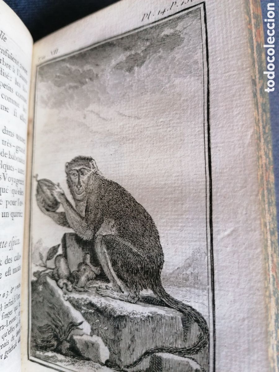 Libros antiguos: Histoire naturelle de Buffon 1770 - Foto 13