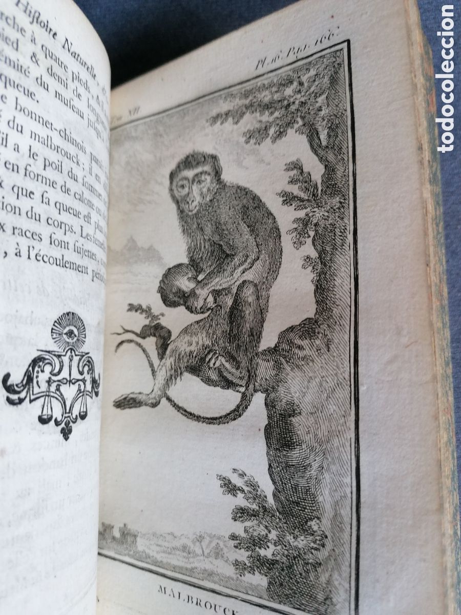 Libros antiguos: Histoire naturelle de Buffon 1770 - Foto 14