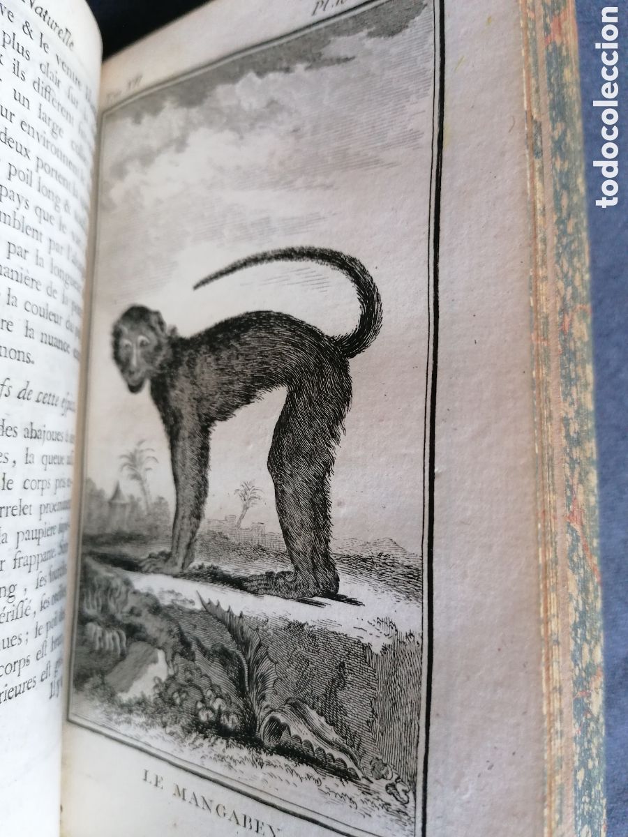 Libros antiguos: Histoire naturelle de Buffon 1770 - Foto 15