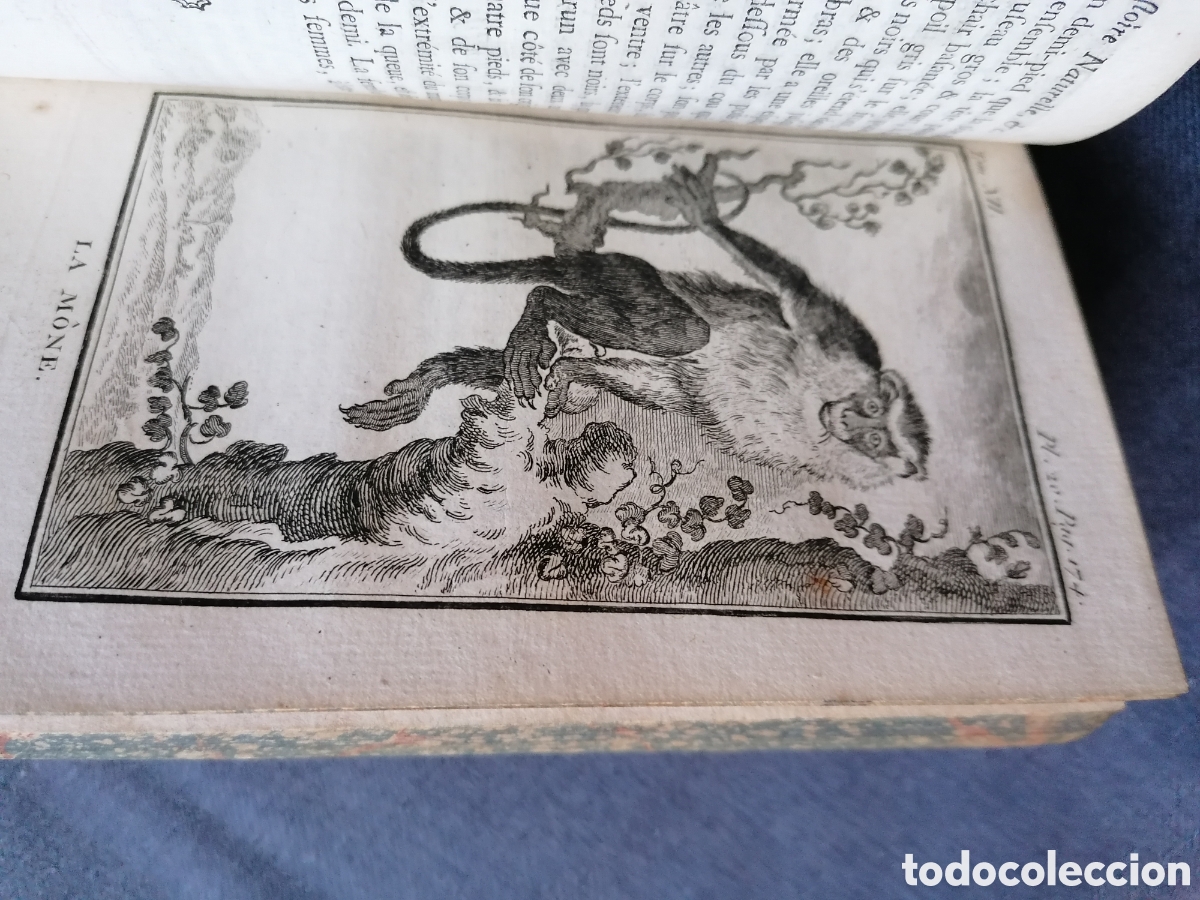 Libros antiguos: Histoire naturelle de Buffon 1770 - Foto 16